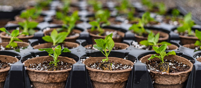 A row of plants sprouting leaves.